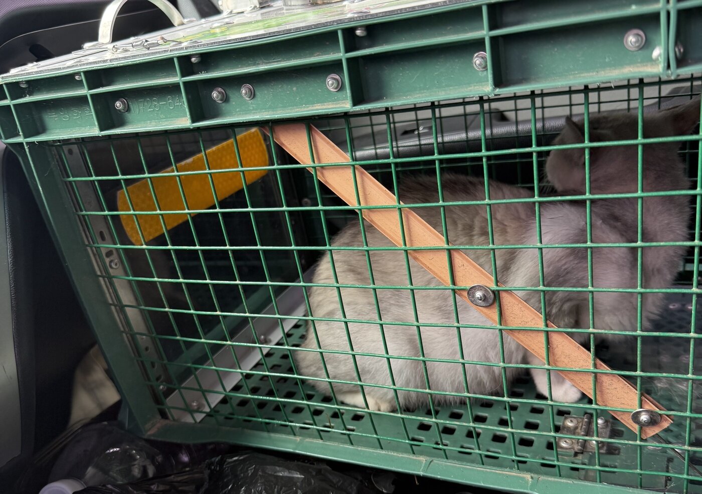 본문 이미지 - 포획돼 동물병원으로 이동 중인 루나&#40;인스타그램 eve__mom 제공&#41; ⓒ 뉴스1