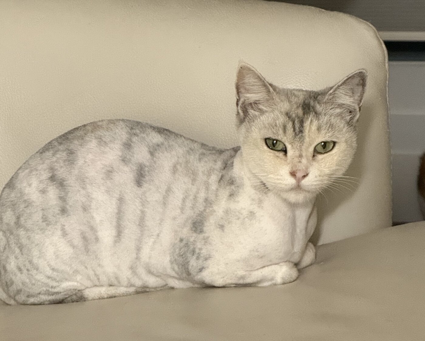 본문 이미지 - 가족을 기다리는 루나&#40;인스타그램 eve__mom 제공&#41; ⓒ 뉴스1