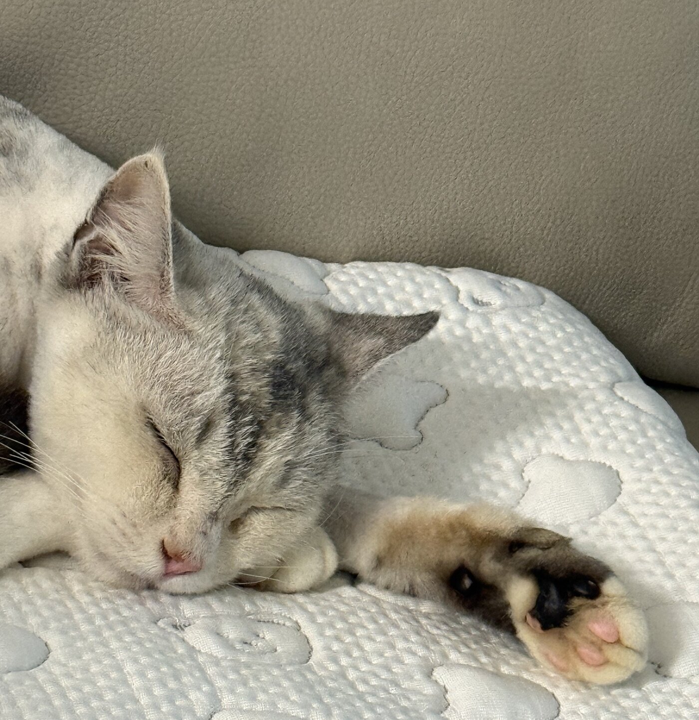 본문 이미지 - 임시 보호처에서 편히 쉬고 있는 루나&#40;인스타그램 eve__mom 제공&#41; ⓒ 뉴스1