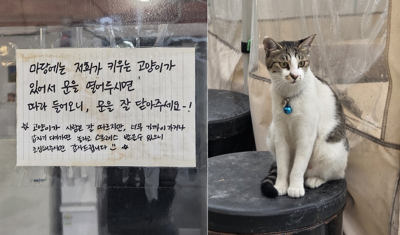 본문 이미지 - 식당 마당에서 살며 마스코트가 된 누룽지 ⓒ 뉴스1