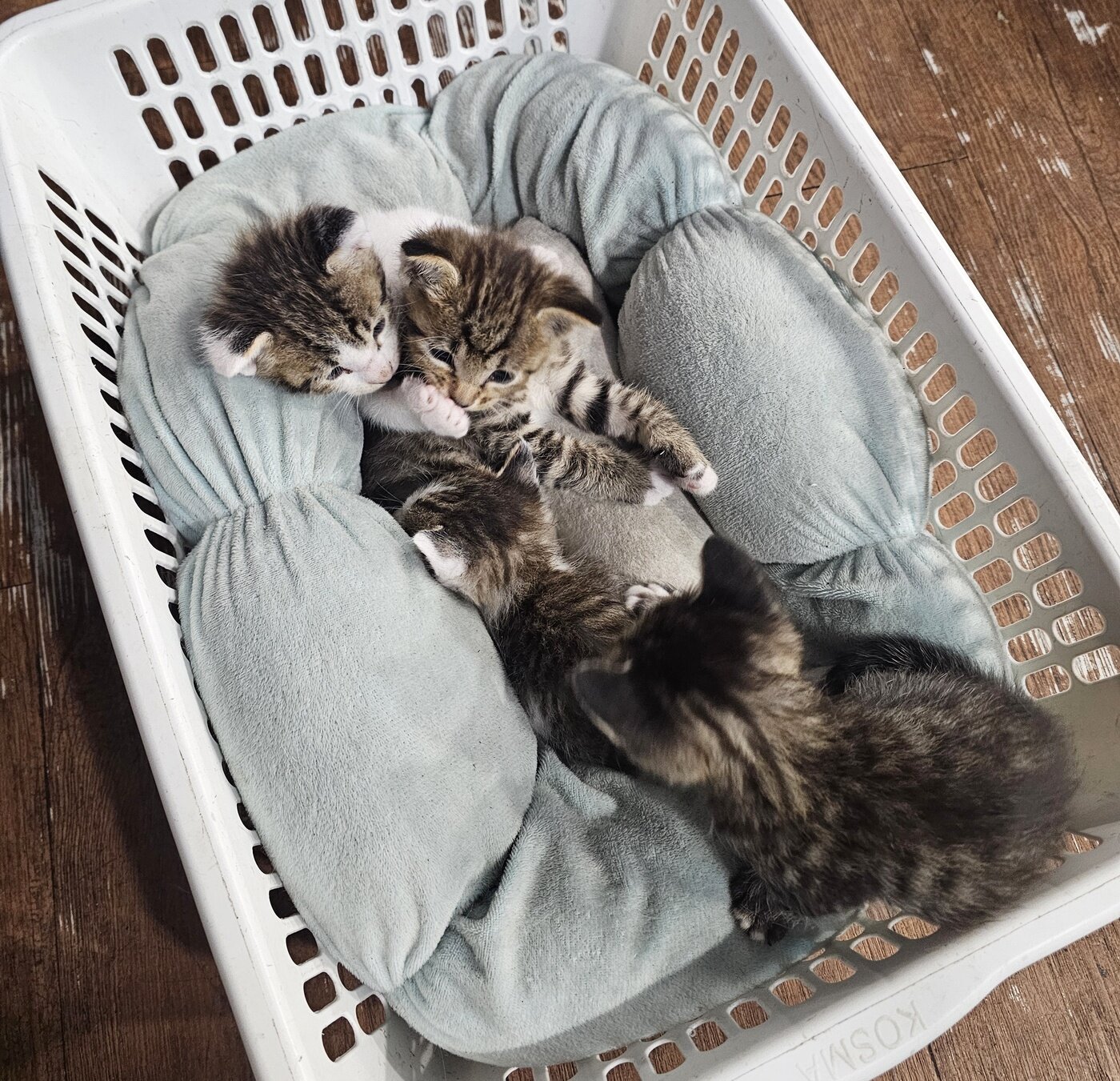 본문 이미지 - 어미 고양이 &#39;누룽지&#39;가 낳은 새끼 4마리&#40;김지훈 제공&#41; ⓒ 뉴스1