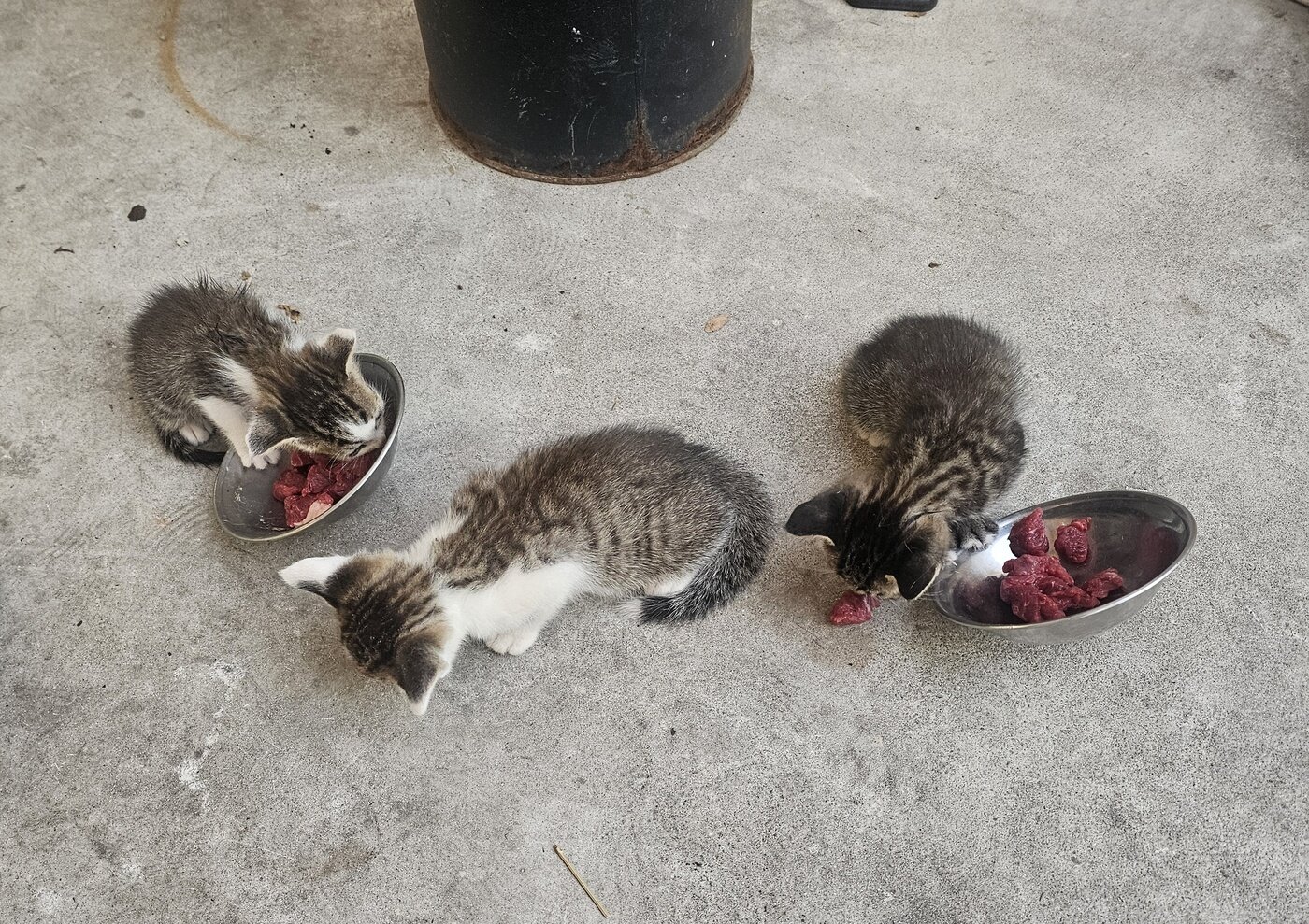 본문 이미지 - 새끼 고양이들이 식당 사장이 챙겨준 고기를 먹고 있다&#40;김지훈 제공&#41; ⓒ 뉴스1