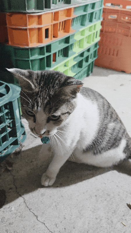 본문 이미지 - 사람을 좋아하는 누룽지 ⓒ 뉴스1