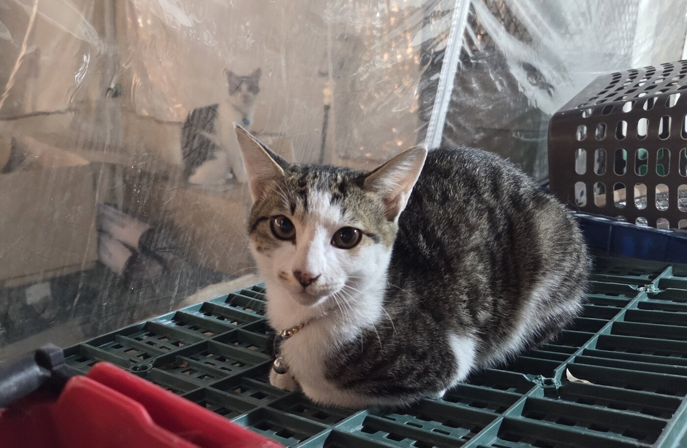 본문 이미지 - 식당의 마스코트가 된 모모&#40;오른쪽&#41;와 누룽지 ⓒ 뉴스1