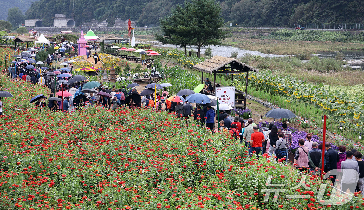 (서울=뉴스1) = 추석 연휴가 시작된 3일 오후 강원 평창군 평창읍 평창강 일원에서 열린 ‘2025 평창 백일홍축제’를 찾은 관람객들이 가을의 정취를 만끽하고 있다.올해 축제는 …