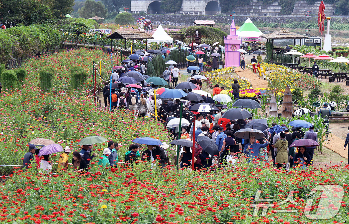 (서울=뉴스1) = 추석 연휴가 시작된 3일 오후 강원 평창군 평창읍 평창강 일원에서 열린 ‘2025 평창 백일홍축제’를 찾은 관람객들이 가을의 정취를 만끽하고 있다.올해 축제는 …
