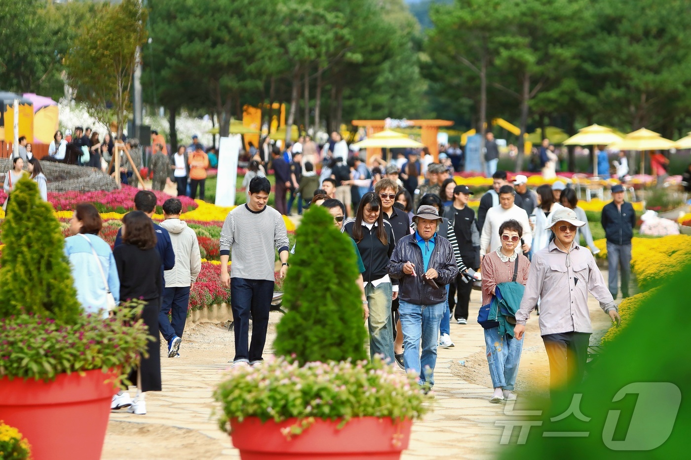 (인제=뉴스1) 이종재 기자 = 추석 연휴 첫날인 3일 강원 인제군 북면 용대리 일원에서 열린 가을꽃 축제장을 찾은 관광객들이 가을 정취를 만끽하고 있다.  지난달 27일 개막한 …