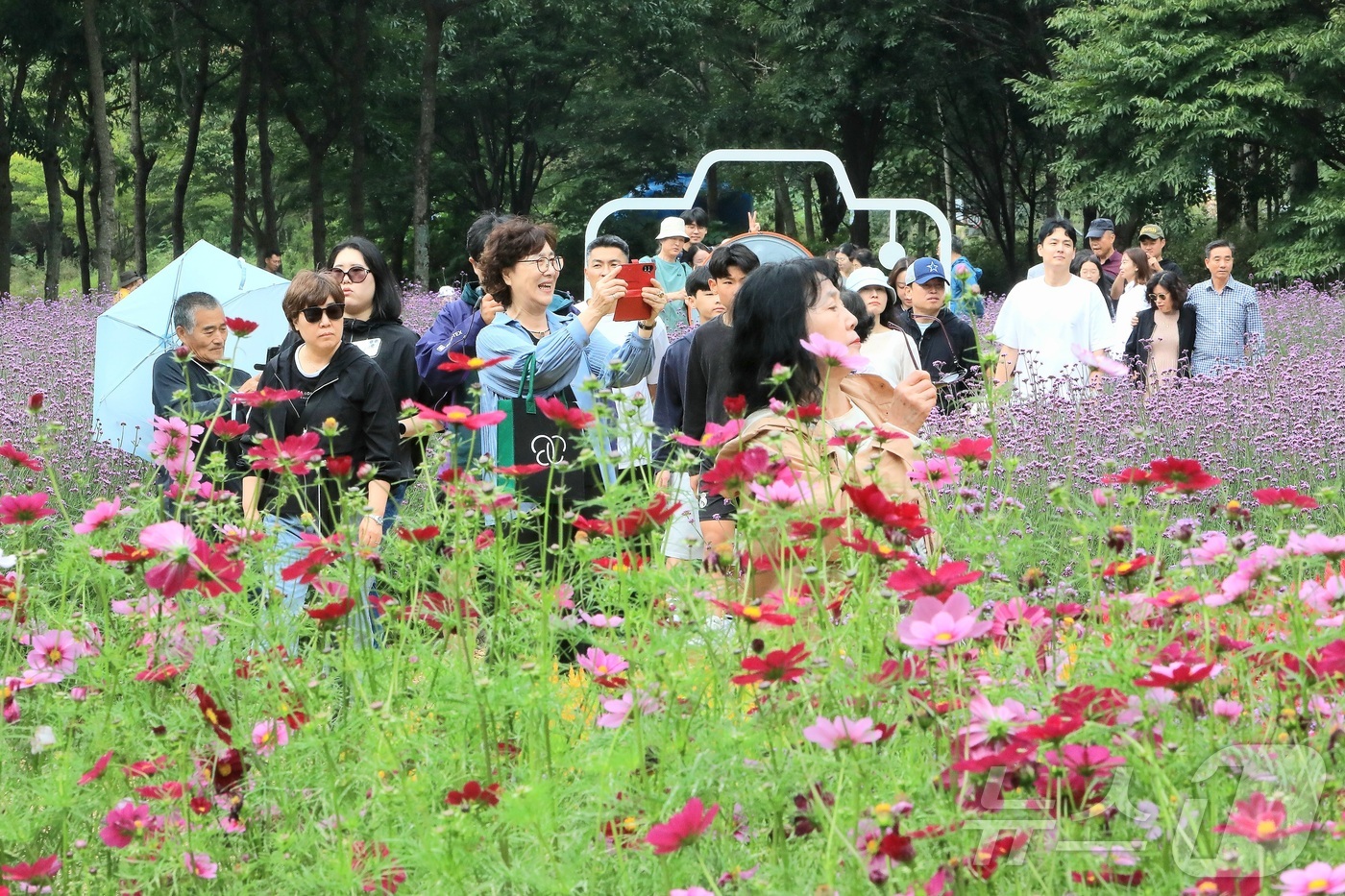 (인제=뉴스1) 이종재 기자 = 추석 연휴 첫날인 3일 강원 인제군 북면 용대리 일원에서 열린 가을꽃 축제장을 찾은 관광객들이 가을 정취를 만끽하고 있다.  지난달 27일 개막한 …