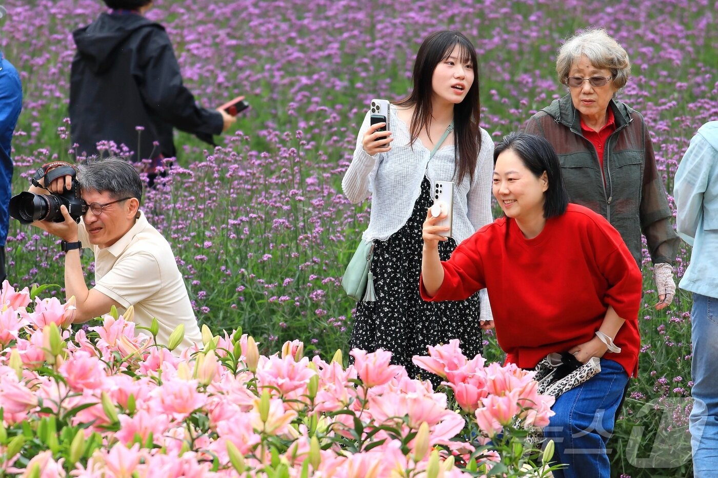 본문 이미지 - 추석 연휴 첫날인 3일 강원 인제군 북면 용대리 일원에서 열린 가을꽃 축제장을 찾은 관광객들이 가을 정취를 만끽하고 있다. 지난달 27일 개막한 축제는 ‘인제에서 꽃길만 걷자’를 주제로 19일까지 이어진다. &#40;인제군 제공&#41; 2025.10.3/뉴스1 ⓒ News1 이종재 기자
