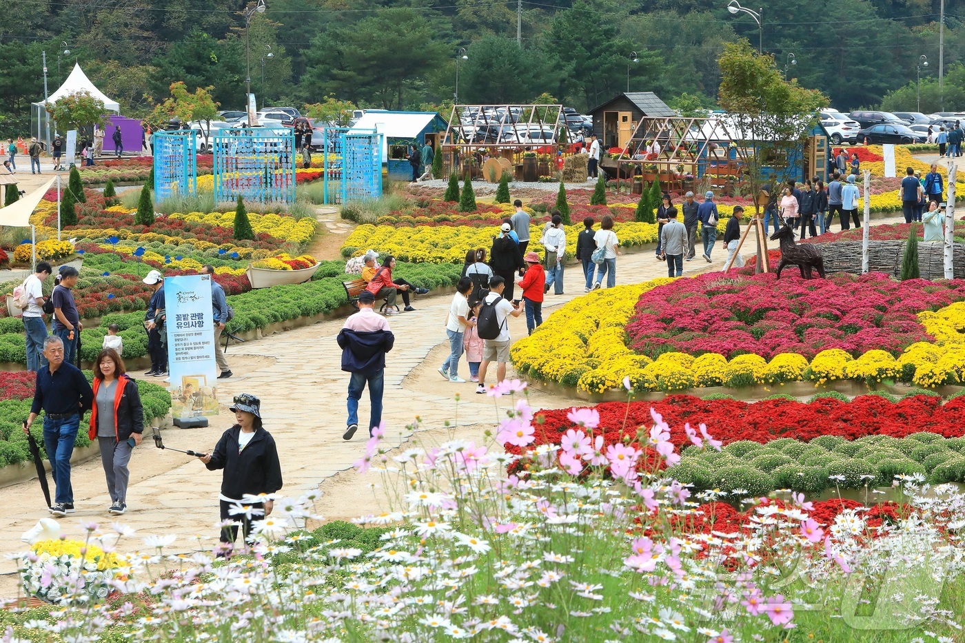 (인제=뉴스1) 이종재 기자 = 추석 연휴 첫날인 3일 강원 인제군 북면 용대리 일원에서 열린 가을꽃 축제장을 찾은 관광객들이 가을 정취를 만끽하고 있다.  지난달 27일 개막한 …
