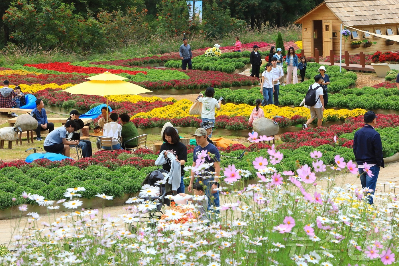 (인제=뉴스1) 이종재 기자 = 추석 연휴 첫날인 3일 강원 인제군 북면 용대리 일원에서 열린 가을꽃 축제장을 찾은 관광객들이 가을 정취를 만끽하고 있다.  지난달 27일 개막한 …