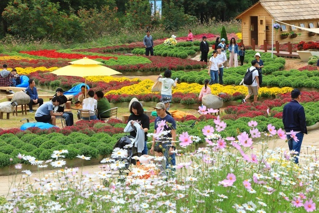 "치맥부터 메밀꽃밭까지"…9월 강원 곳곳 가을 축제 '풍성'