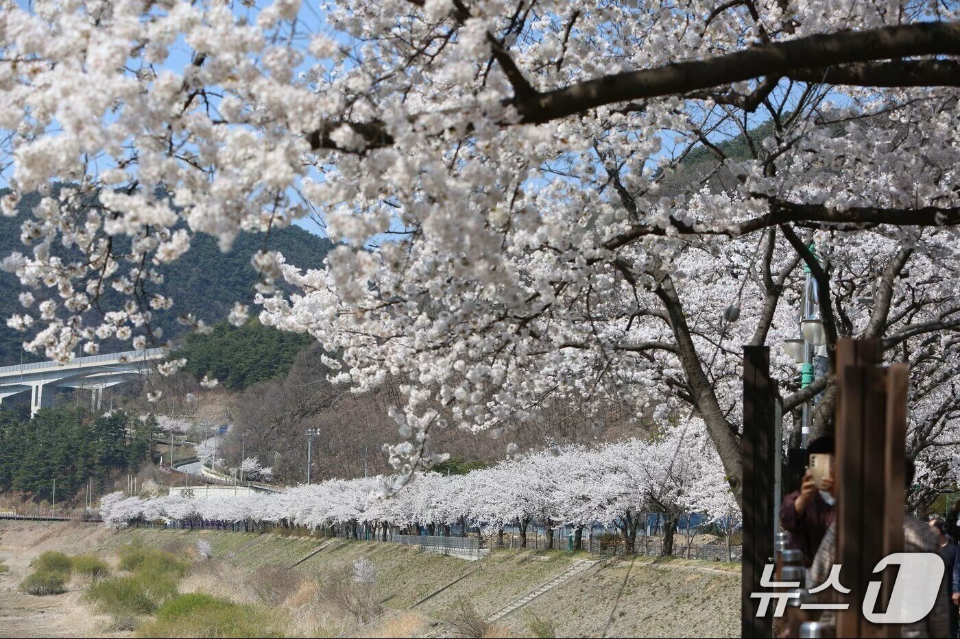 본문 이미지 - 지난 4월 단양군 단성면 남한강 주변 650m 구간에 조성된 상하방리 벚꽃길./뉴스1 손도언 기자  