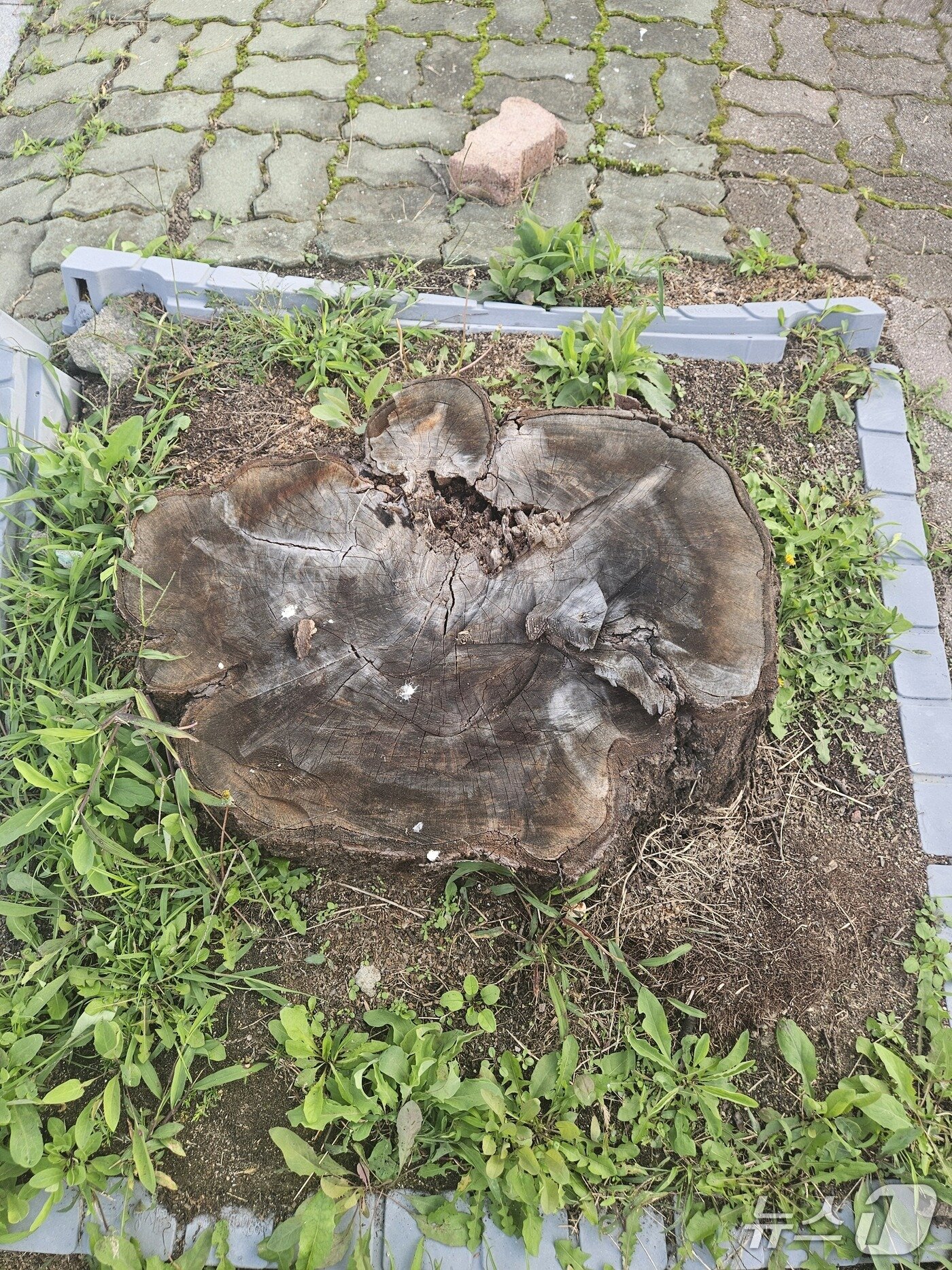 본문 이미지 -  전기톱으로 잘려나간 단성면 벚꽃길./뉴스1 손도언 기자 