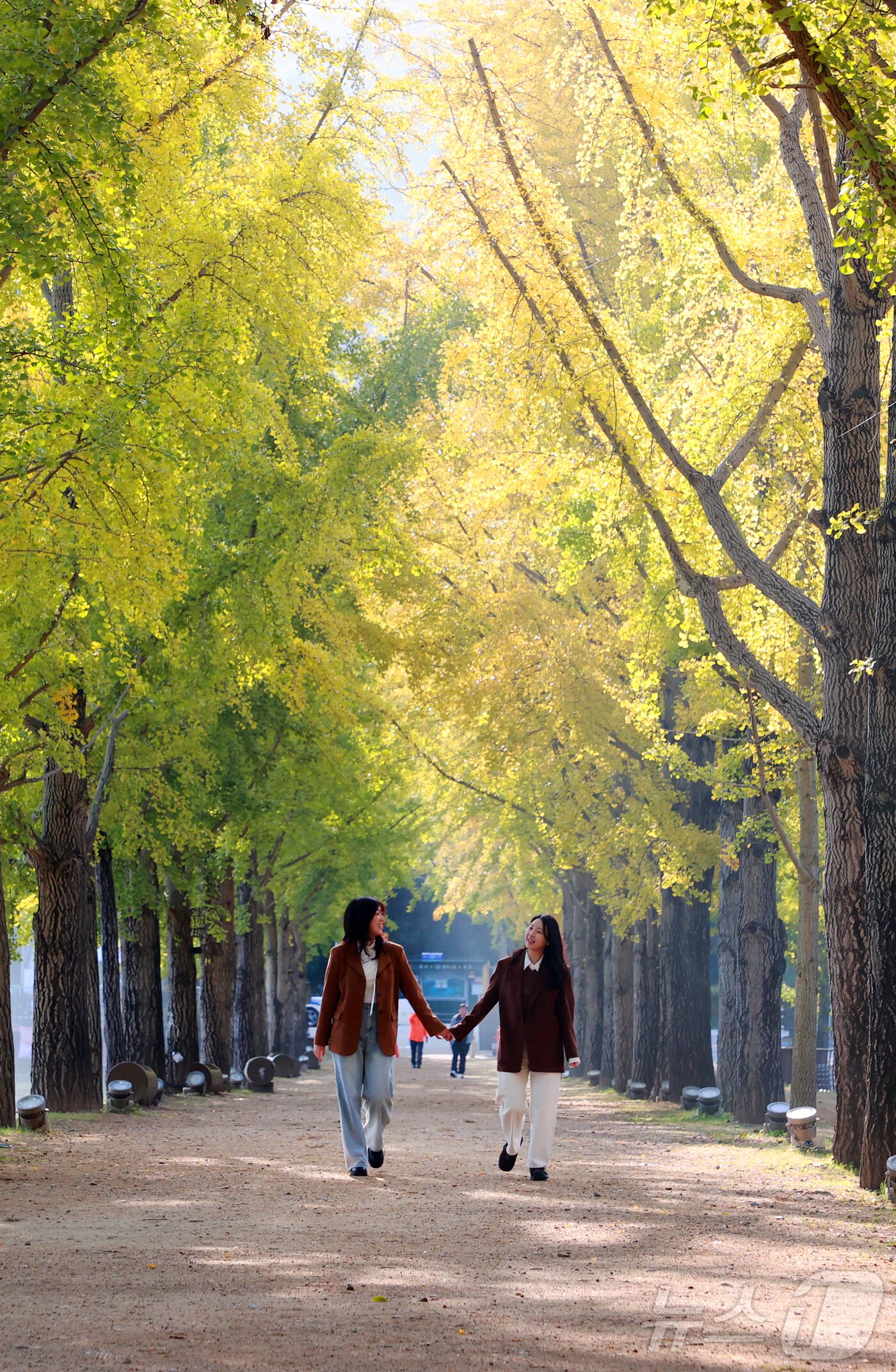 본문 이미지 - 30일 충북 괴산군 문광면 양곡저수지 은행나무길이 노랗게 물들어 장관을 연출하고 있다.&#40;괴산군 제공&#41;/뉴스1