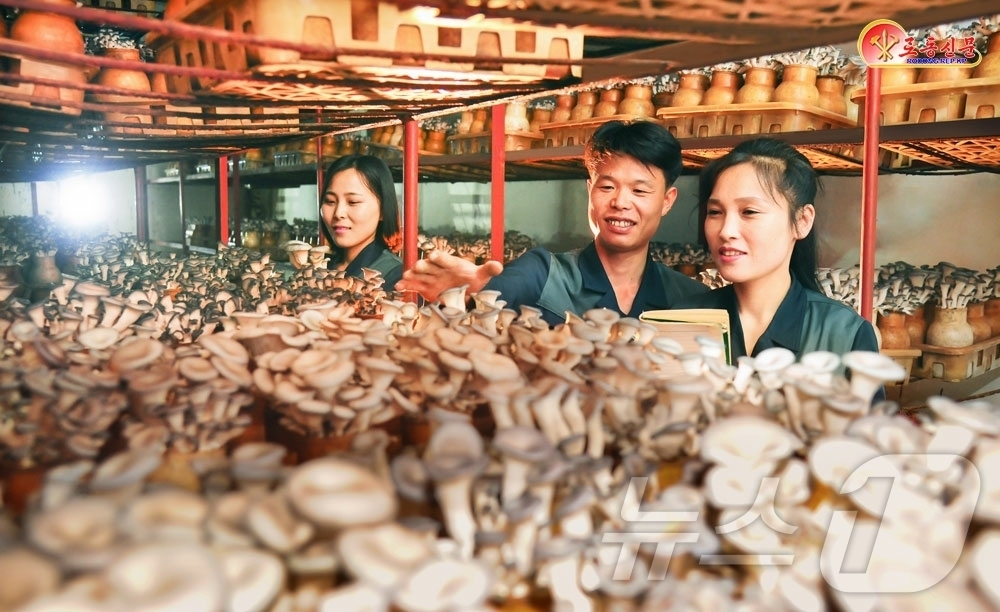 (평양 노동신문=뉴스1) = 북한 노동당 기관지 노동신문은 31일 "각지 버섯공장들에서 선진적인 기술을 적극 받아들여 버섯생산을 부단히 늘여나가고 있다"고 보도했다. [국내에서만 …