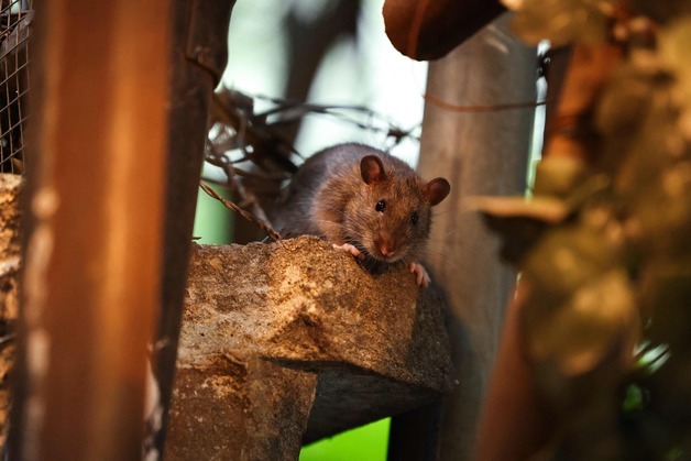 "트럼프가 또 군대 보낸다 할 판"…쥐 가장 많은 美도시는 'LA'