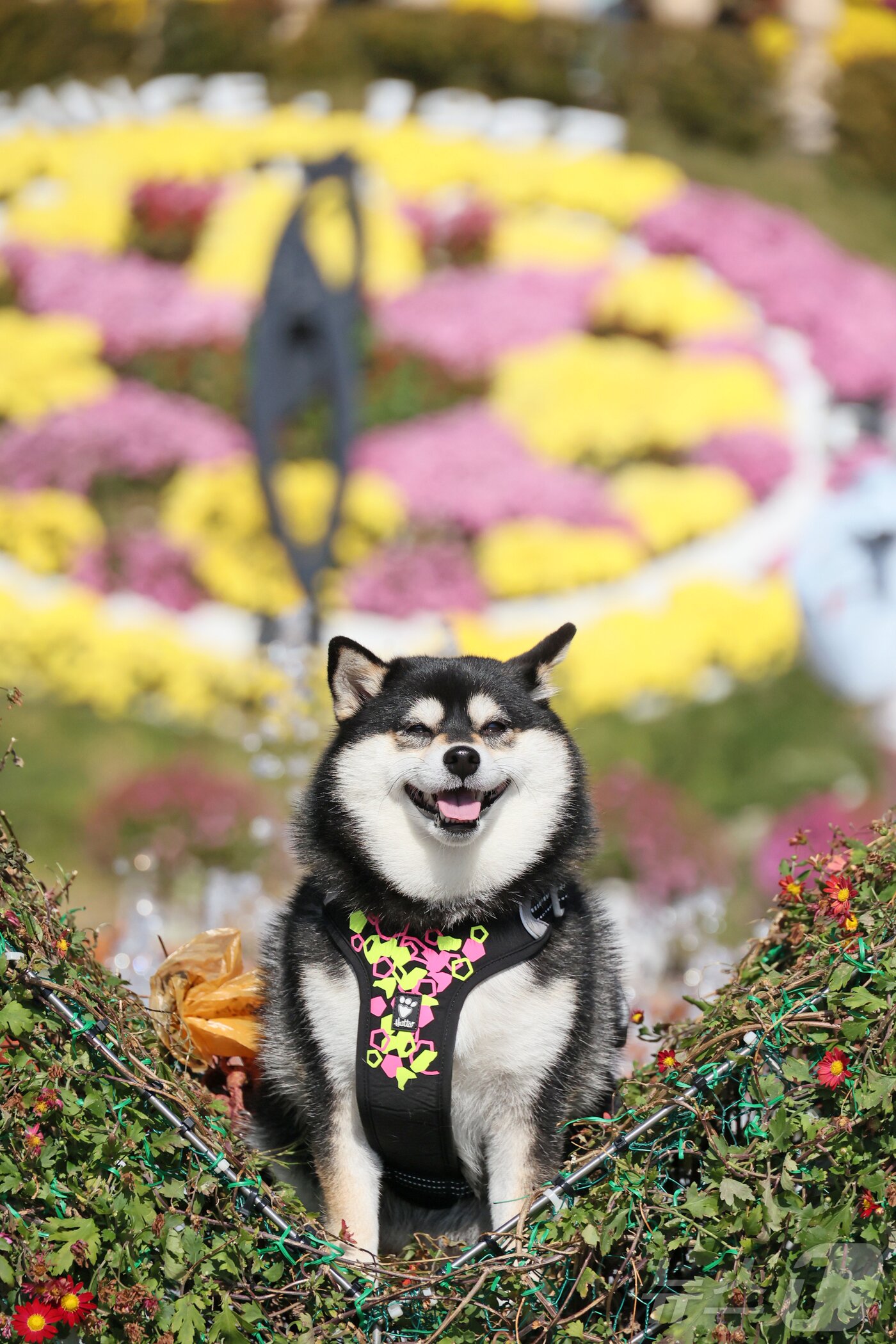 본문 이미지 - 31일 전북 임실군 치즈테마파크에서 열린 두 번째 펫투어에서 반려견이 포즈를 취하고 있다.&#40;임실군제공. 재판매 및 DB금지&#41;2025.10.31/뉴스1 ⓒ News1 김동규 기자