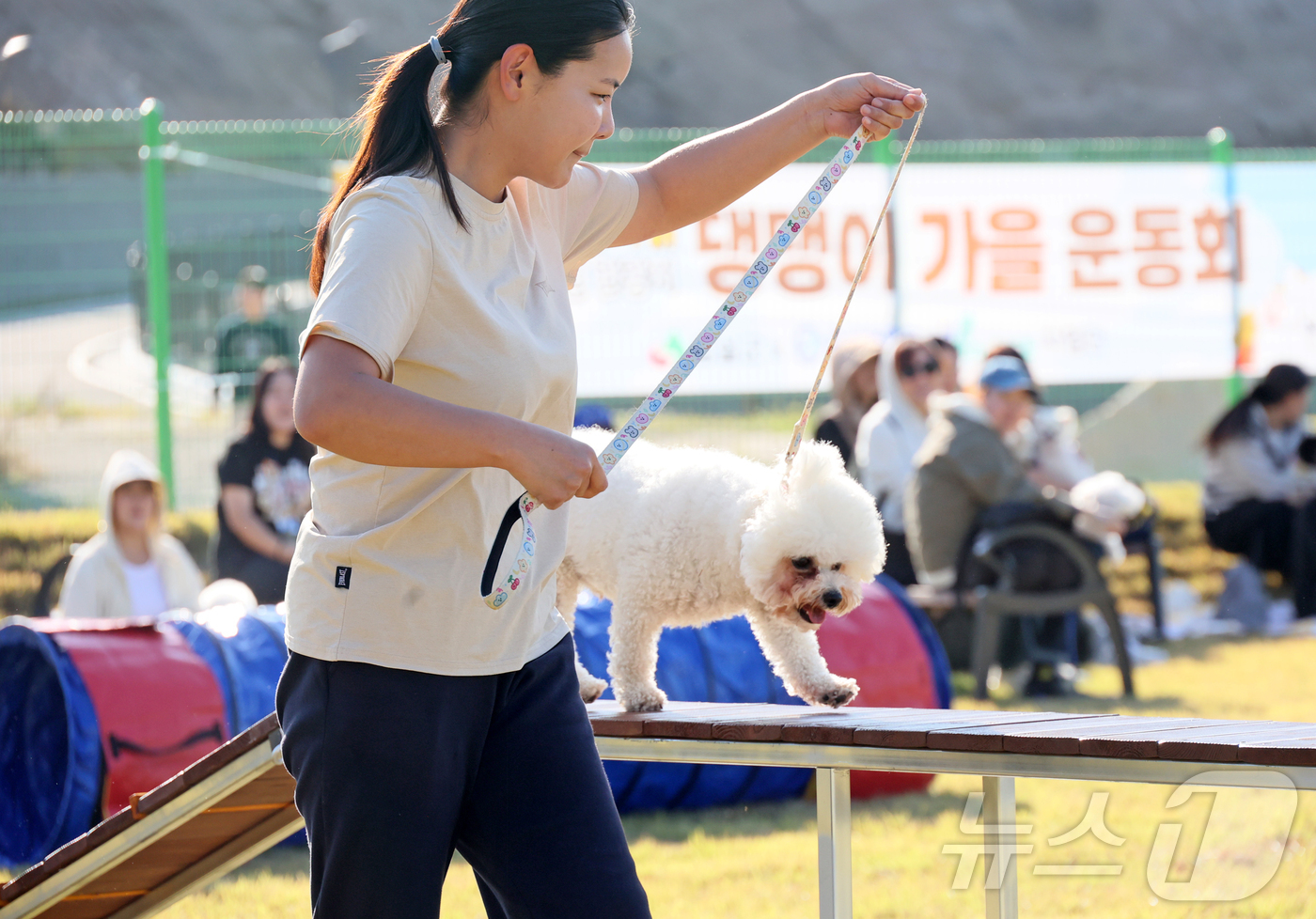 (임실=뉴스1) 김동규 기자 = 31일 전북 임실군 치즈테마파크에서 열린 두 번째 '펫투어에서 반려견들이 운동회를 하고 있다. (임실군 제공. 재판매 및 DB금지)2025.10.3 …