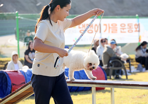 댕댕이의 가을 운동회