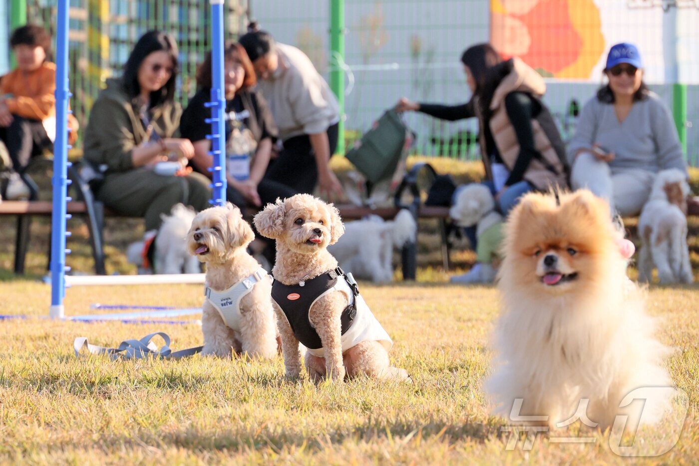 본문 이미지 - 31일 전북 임실군 치즈테마파크에서 열린 두 번째 펫투어에서 반려견이 달리기를 하기 전 출발선에 서있다.&#40;임실군제공. 재판매 및 DB금지&#41;2025.10.31/뉴스1 ⓒ News1 김동규 기자