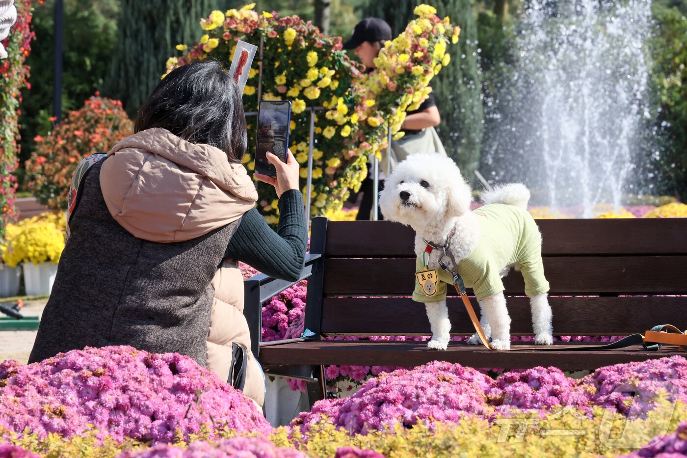 본문 이미지 - 31일 전북 임실군 치즈테마파크에서 두 번째 펫투어가 열리고 있는 가운데 견주가 국화꽃을 배경으로 반려견을 촬영하고 있다.&#40;임실군제공. 재판매 및 DB금지&#41;2025.10.31/뉴스1 ⓒ News1 김동규 기자