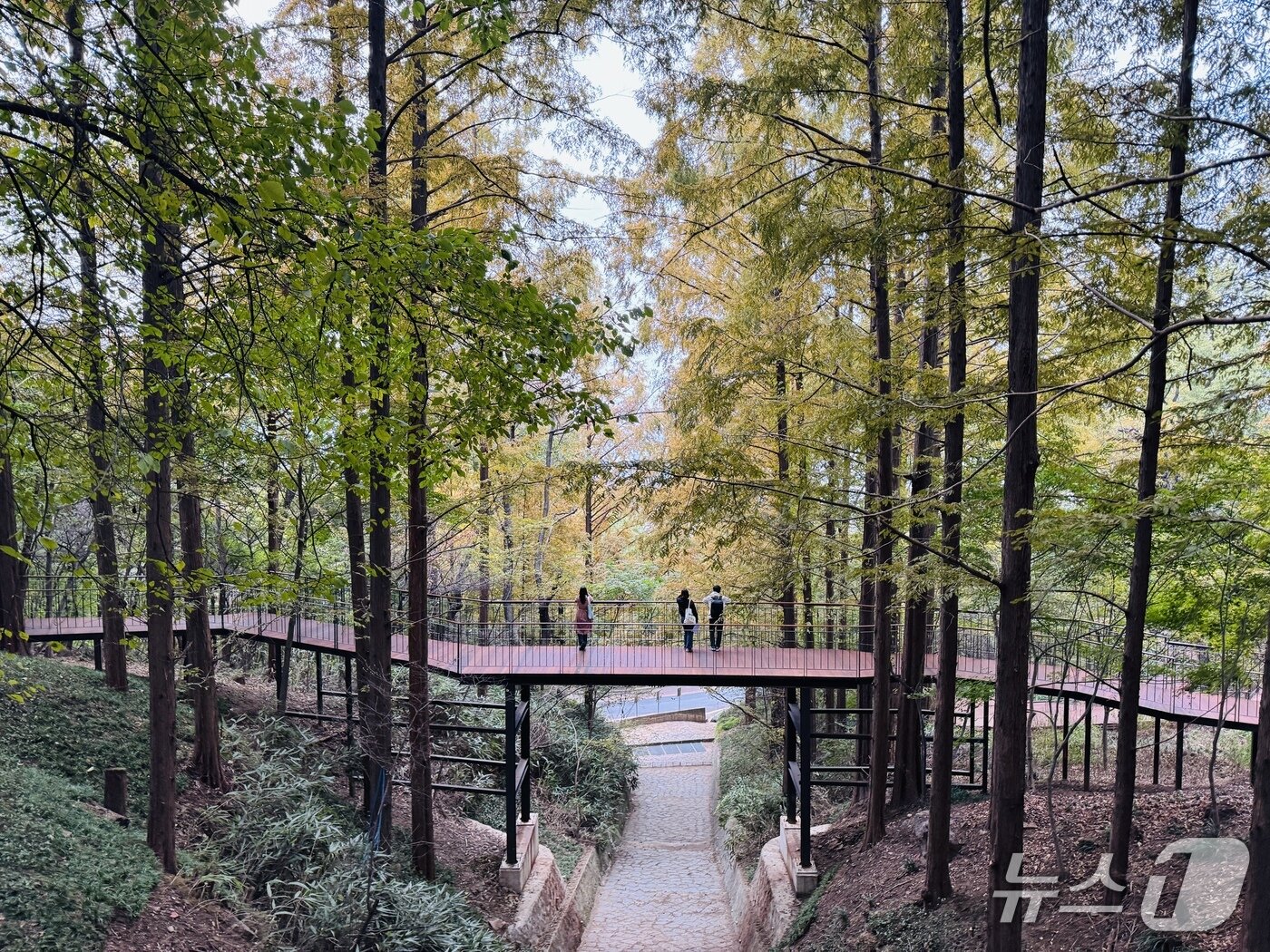 본문 이미지 - &#39;모험전망다리&#39;&#40;출렁다리&#41;에서 바라본 건너편 &#39;바람전망다리&#39;의 모습. 2025.10.31/뉴스1 ⓒ News1 한지명 기자