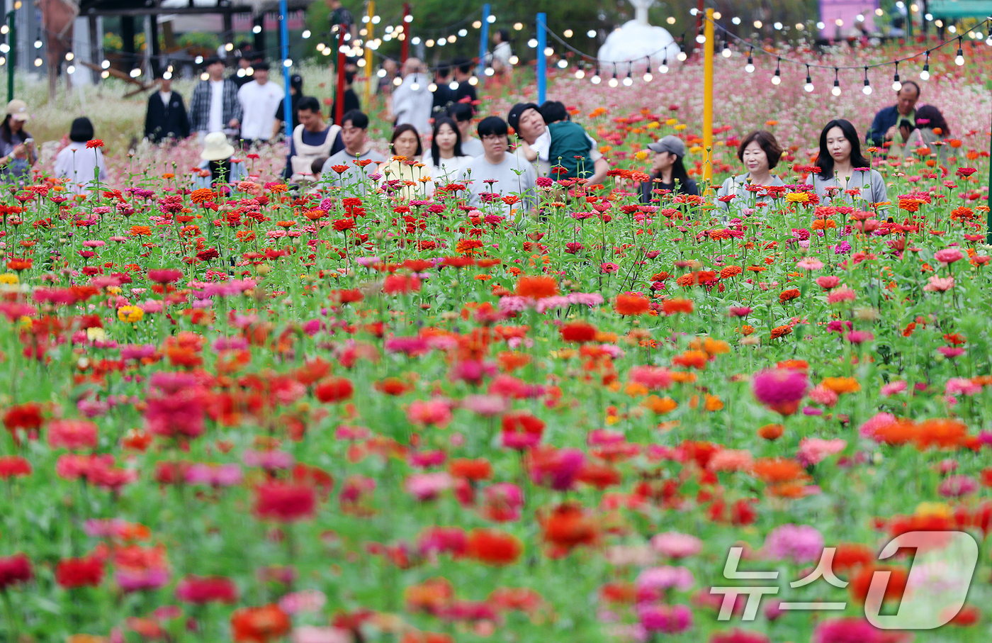 (서울=뉴스1) 황기선 기자 = 5일 오후 강원 평창읍 평창강 일원에서 열린 2025 평창 백일홍축제에서 시민들이 만개한 백일홍 꽃밭을 거닐며 연휴를 즐기고 있다. (평창군 제공. …