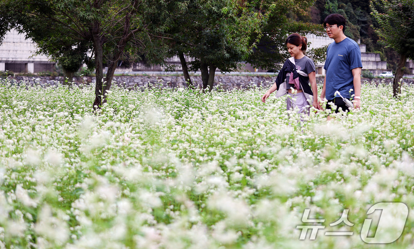 (서울=뉴스1) = 5일 오후 강원 평창읍 평창강 일원에서 열린 2025 평창 백일홍축제에서 시민들이 메밀꽃밭을 거닐며 연휴를 즐기고 있다. (평창군 제공. 재판매 및 DB 금지) …