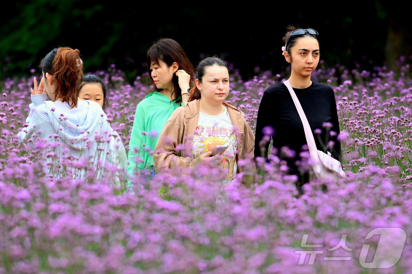 (인제=뉴스1) 신관호 기자 = \'2025 인제 가을꽃 축제\'가 지난달 27일부터 오는 19일까지 강원 인제군 북면 용대리 일원에서 열리고 있는 가운데 외국인 관광객들이 지난 …