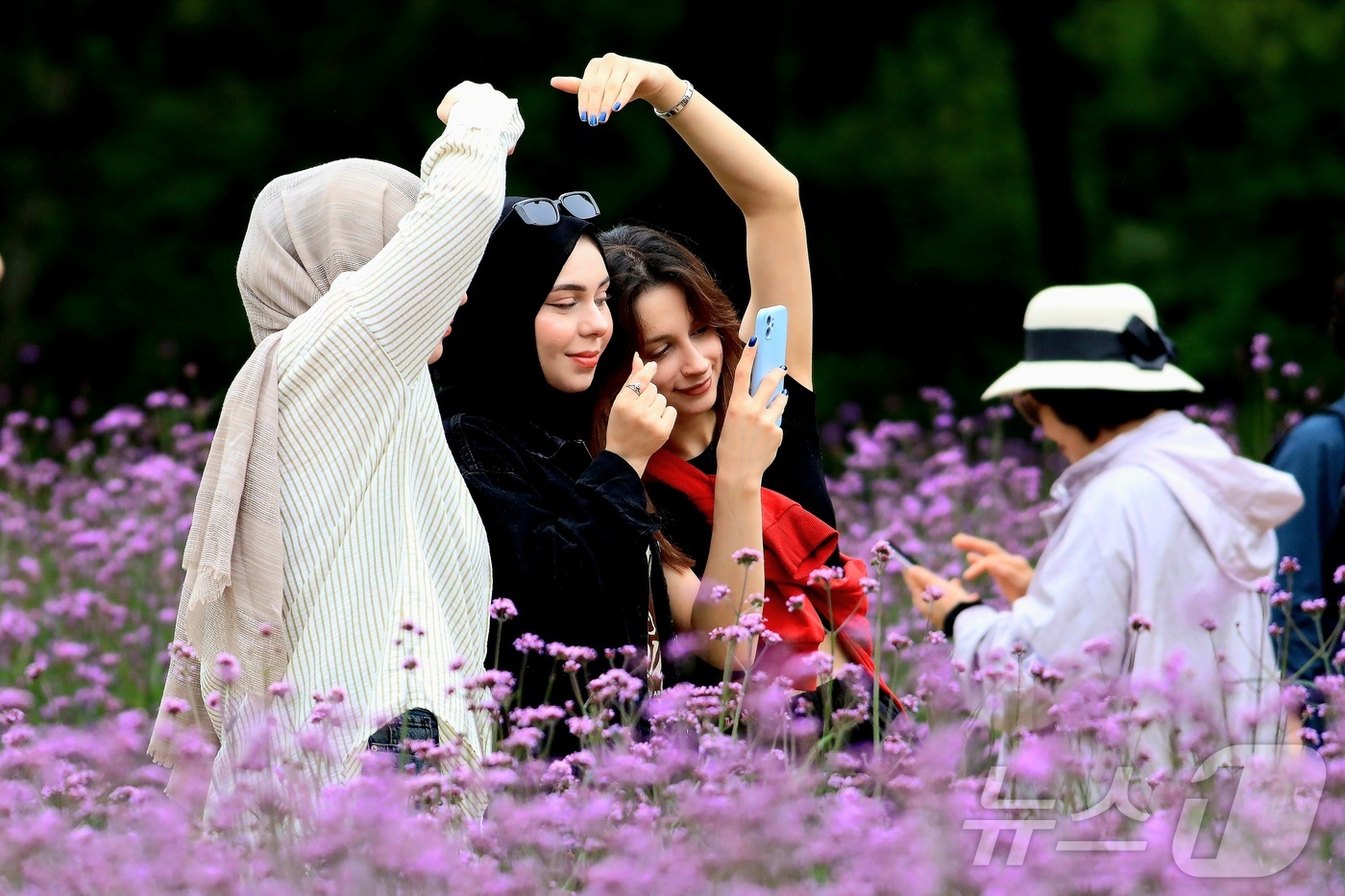 (인제=뉴스1) 신관호 기자 = \'2025 인제 가을꽃 축제\'가 지난달 27일부터 오는 19일까지 강원 인제군 북면 용대리 일원에서 열리고 있는 가운데 외국인 관광객들이 지난 …