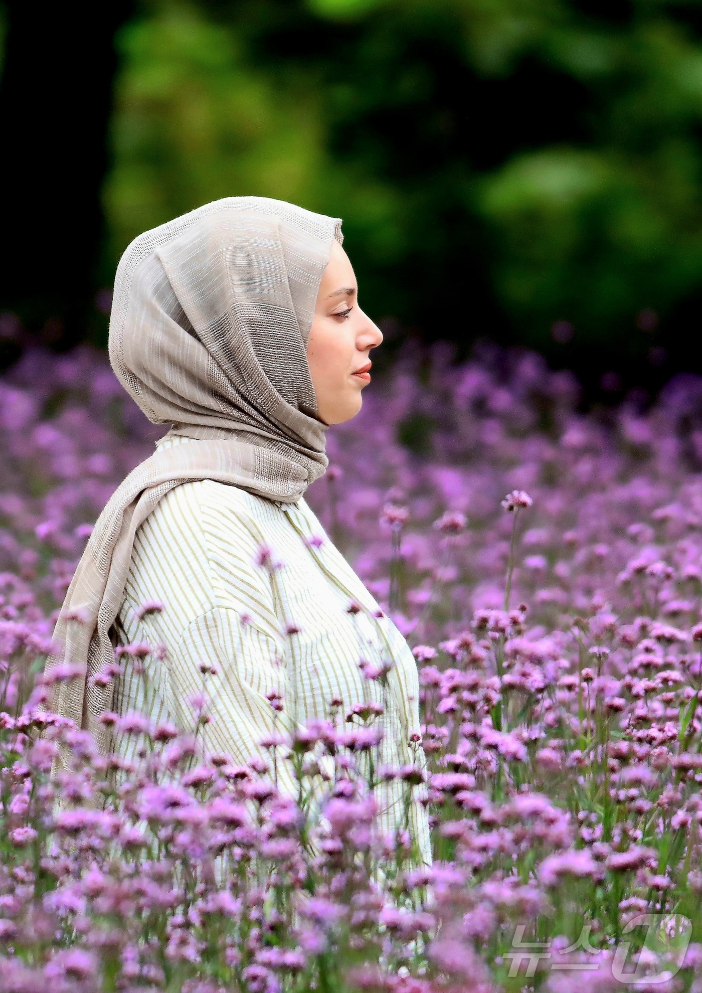 (인제=뉴스1) 신관호 기자 = \'2025 인제 가을꽃 축제\'가 지난달 27일부터 오는 19일까지 강원 인제군 북면 용대리 일원에서 열리고 있는 가운데 외국인 관광객들이 지난 …