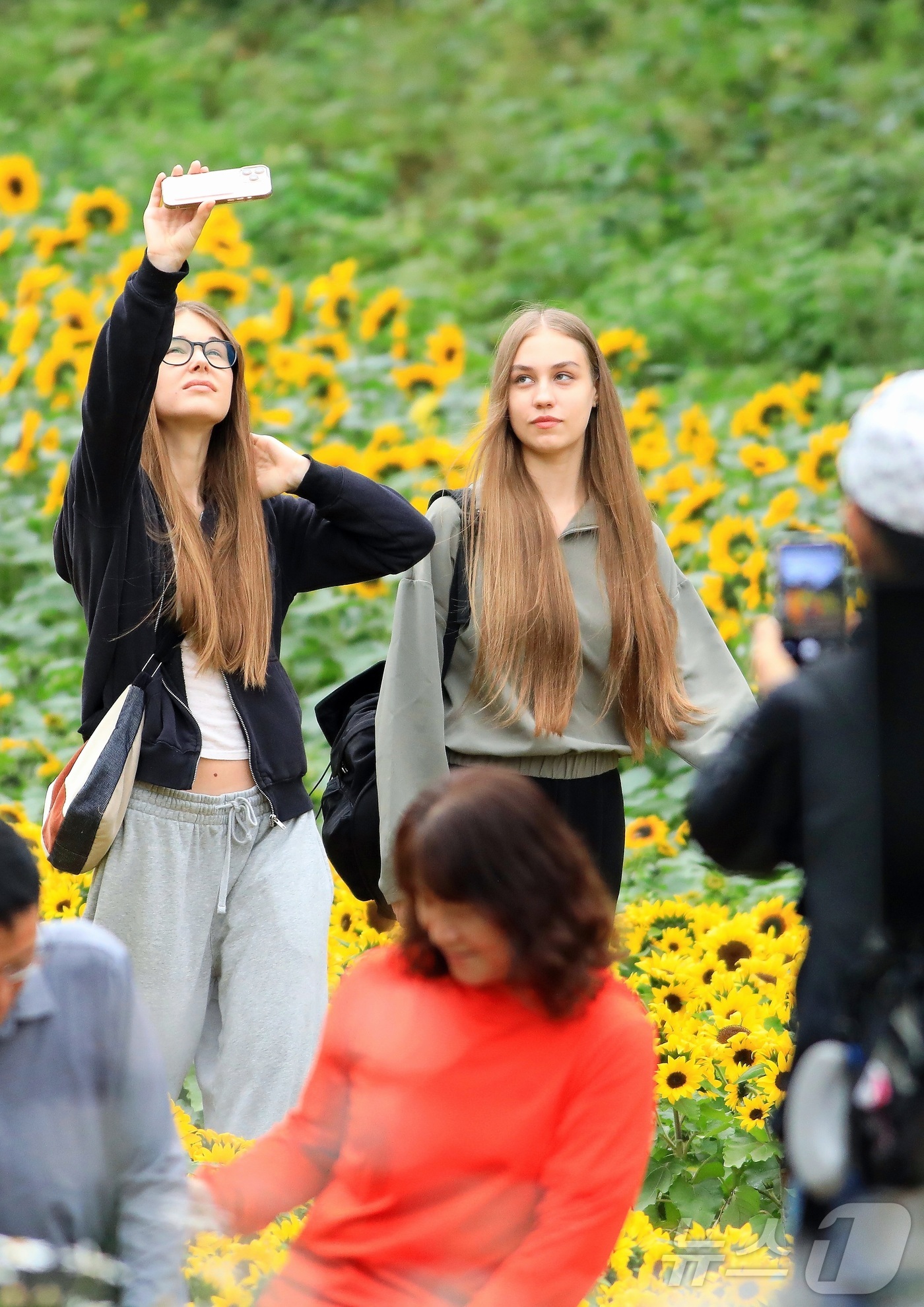 (인제=뉴스1) 신관호 기자 = \'2025 인제 가을꽃 축제\'가 지난달 27일부터 오는 19일까지 강원 인제군 북면 용대리 일원에서 열리고 있는 가운데 외국인 관광객들이 지난 …