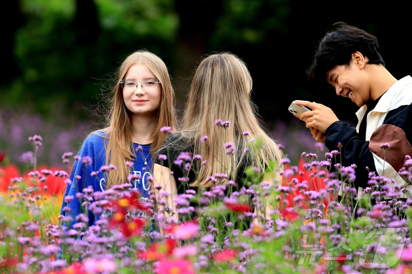 (인제=뉴스1) 신관호 기자 = \'2025 인제 가을꽃 축제\'가 지난달 27일부터 오는 19일까지 강원 인제군 북면 용대리 일원에서 열리고 있는 가운데 외국인 관광객들이 지난 …