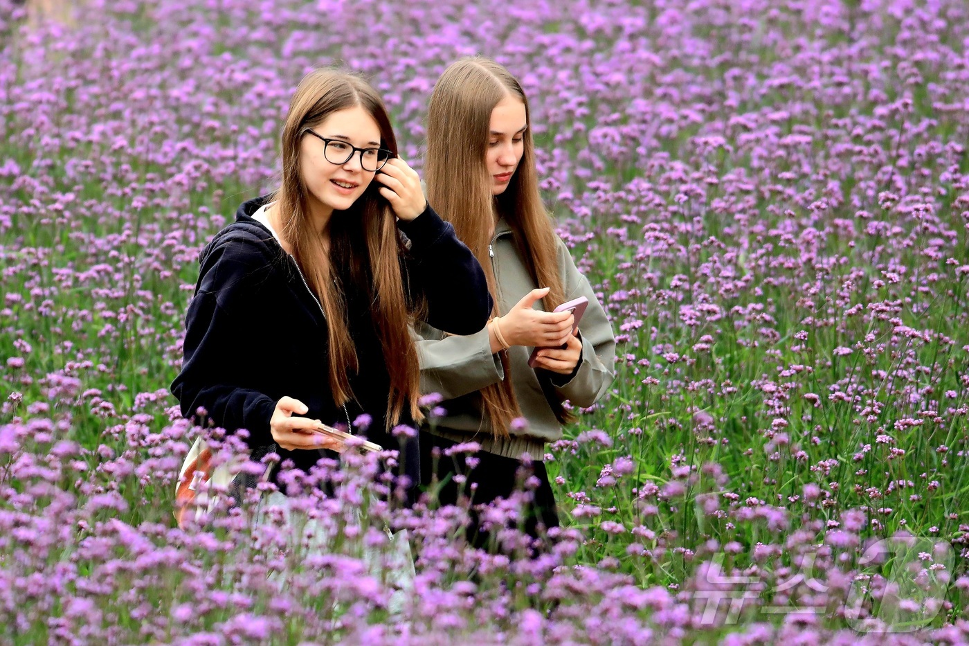 (인제=뉴스1) 신관호 기자 = \'2025 인제 가을꽃 축제\'가 지난달 27일부터 오는 19일까지 강원 인제군 북면 용대리 일원에서 열리고 있는 가운데 외국인 관광객들이 지난 …