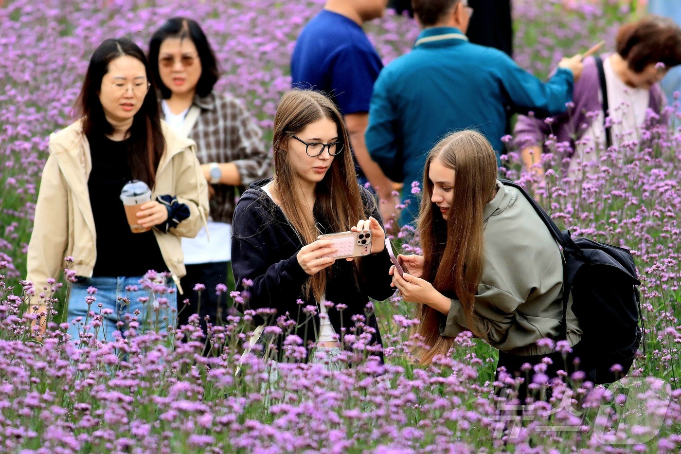 (인제=뉴스1) 신관호 기자 = \'2025 인제 가을꽃 축제\'가 지난달 27일부터 오는 19일까지 강원 인제군 북면 용대리 일원에서 열리고 있는 가운데 외국인 관광객들이 지난 …