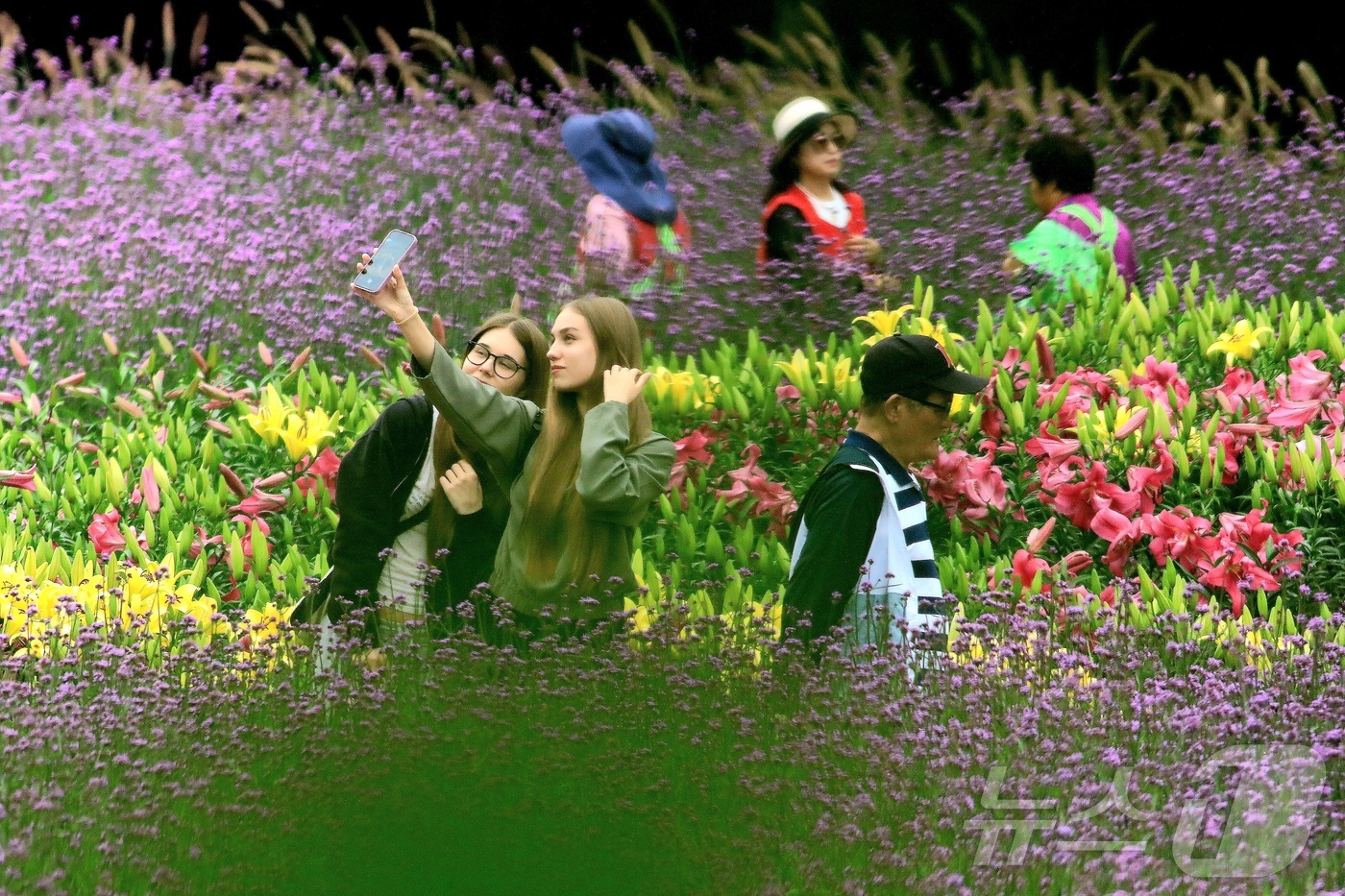 (인제=뉴스1) 신관호 기자 = \'2025 인제 가을꽃 축제\'가 지난달 27일부터 오는 19일까지 강원 인제군 북면 용대리 일원에서 열리고 있는 가운데 외국인 관광객들이 지난 …