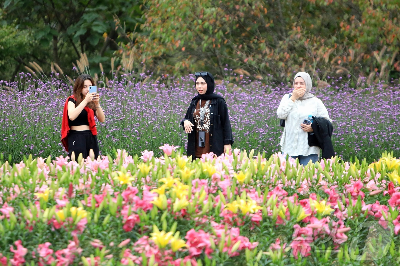 (인제=뉴스1) 신관호 기자 = \'2025 인제 가을꽃 축제\'가 지난달 27일부터 오는 19일까지 강원 인제군 북면 용대리 일원에서 열리고 있는 가운데 외국인 관광객들이 지난 …