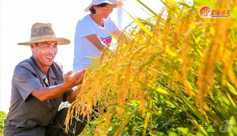 (평양 노동신문=뉴스1) = 북한 노동당 기관지 노동신문은 6일 "농사 결속을 위한 투쟁으로 10월의 전야가 격양되고 있다"라고 보도했다. [국내에서만 사용가능. 재배포 금지. D …