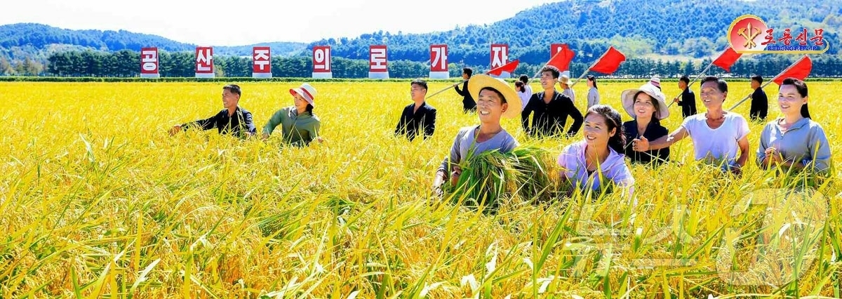 (평양 노동신문=뉴스1) = 북한 노동당 기관지 노동신문은 6일 "농사 결속을 위한 투쟁으로 10월의 전야가 격양되고 있다"고 보도했다. [국내에서만 사용가능. 재배포 금지. DB …