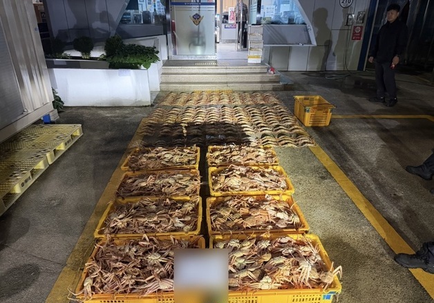 포항해경, 암컷 대게 2300마리 잡아 숨긴 선장 등 2명 검거