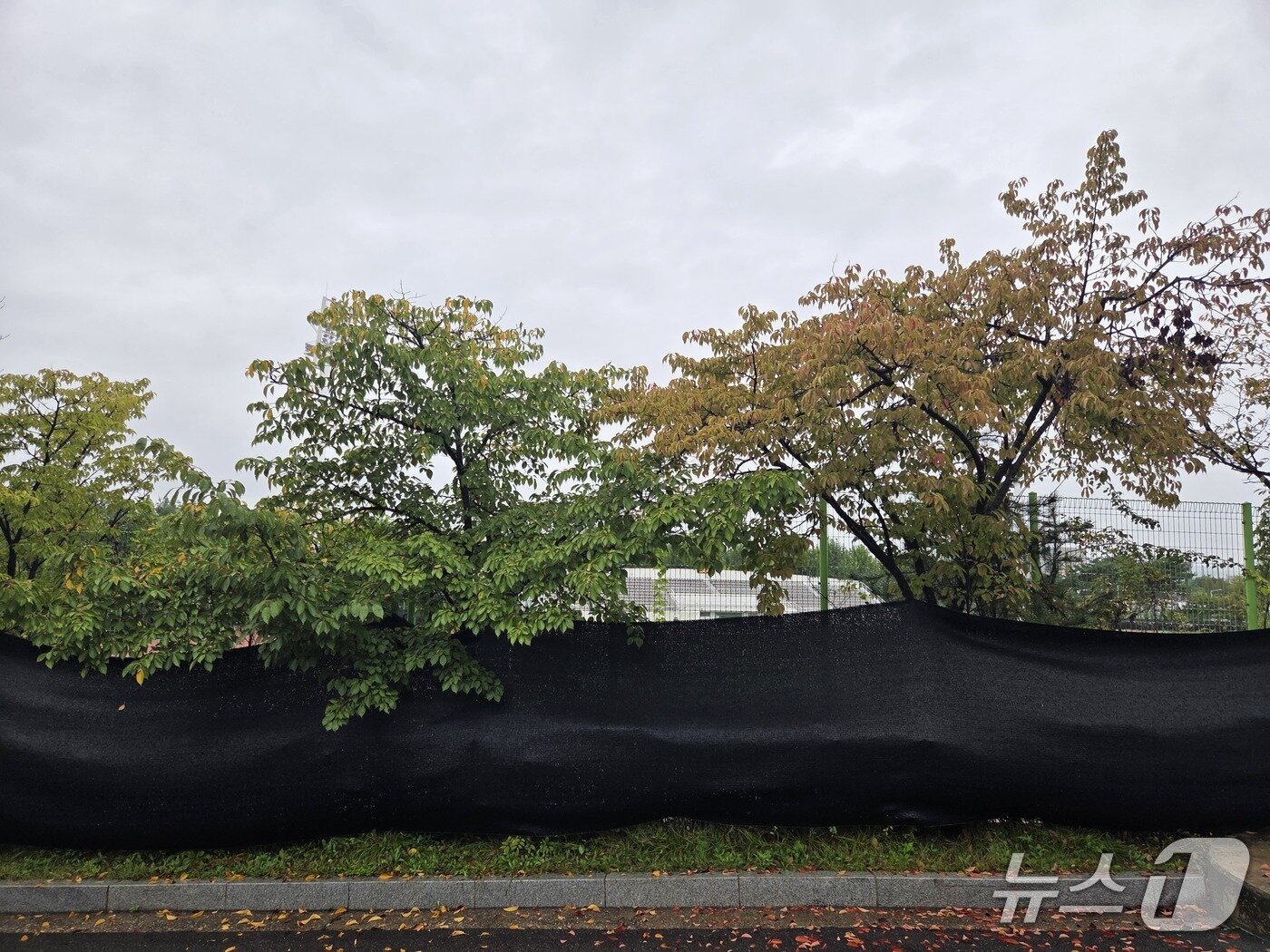 본문 이미지 - 보조구장 내부를 볼 수 없게 가린 검은 천막 ⓒ News1 안영준 기자 