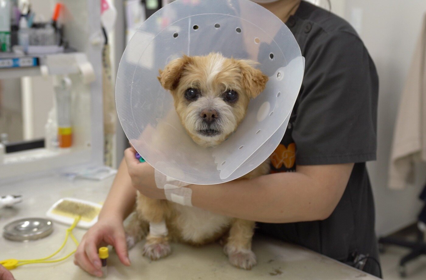 본문 이미지 - 월드펫동물메디컬센터에서 십자인대 파열 수술과 항암 치료로 건강을 유지하고 있는 15살 강순이&#40;병원 제공&#41; ⓒ 뉴스1