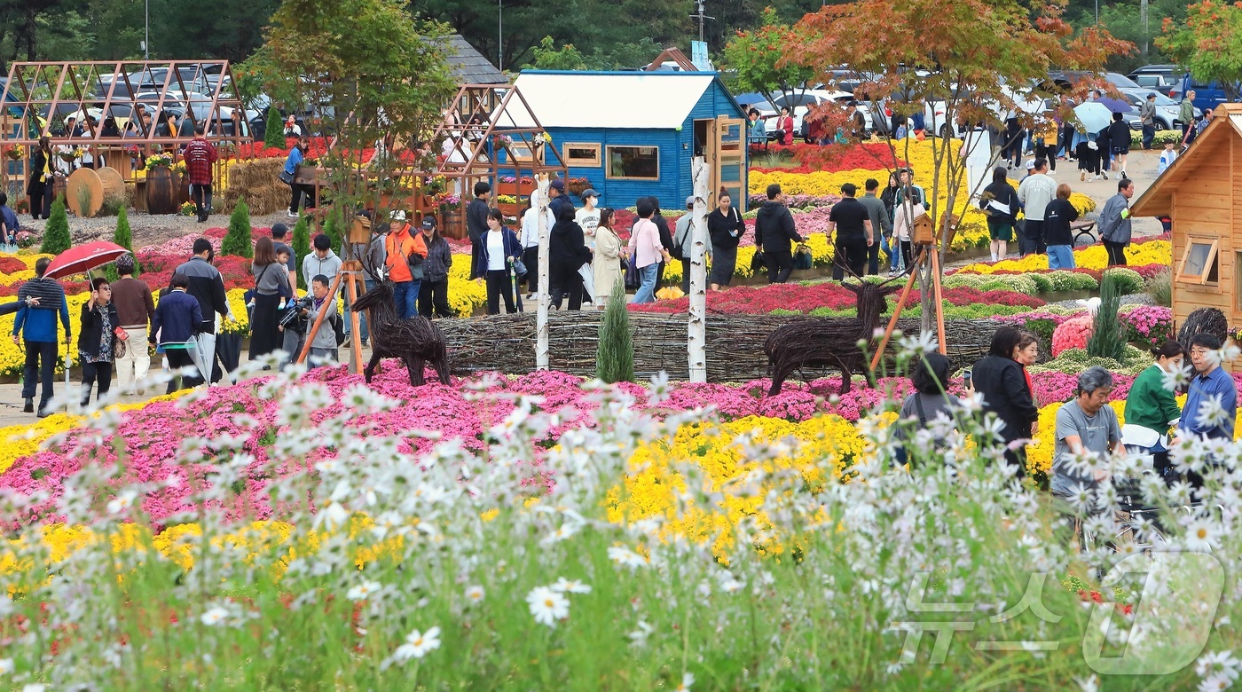 (인제=뉴스1) 이종재 기자 = 7일 오후 강원 인제군 북면 용대리 일원에서 열린 '2025 인제 가을꽃 축제'를 찾은 관광객들이 꽃길을 거닐며 추억을 쌓고 있다. 지난달 27일 …