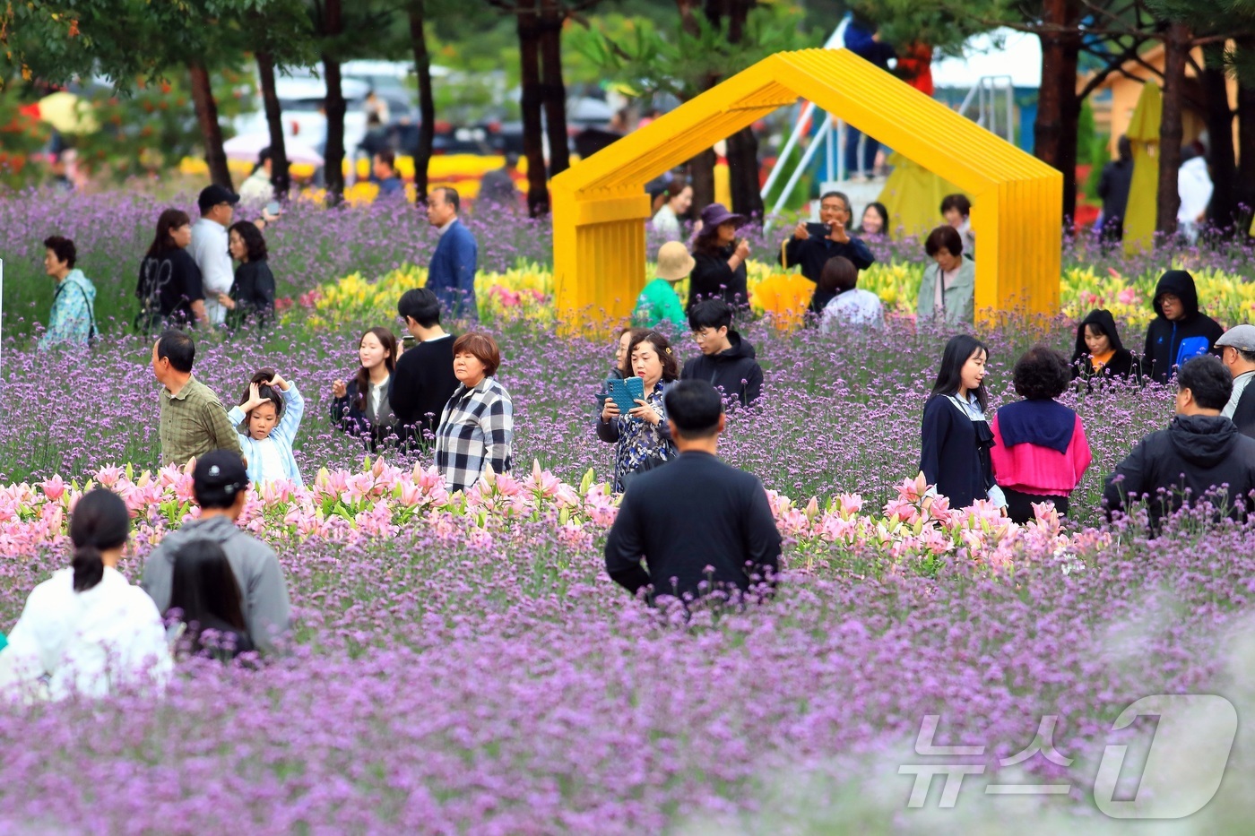 (인제=뉴스1) 이종재 기자 = 7일 오후 강원 인제군 북면 용대리 일원에서 열린 '2025 인제 가을꽃 축제'에서 관광객들이 꽃길을 거닐며 즐거운 연휴를 보내고 있다. 지난달 2 …