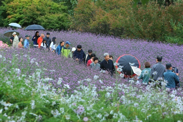 인제군, 가을철 관광객 증가율 강원 1위…"가을꽃축제 견인 효과"