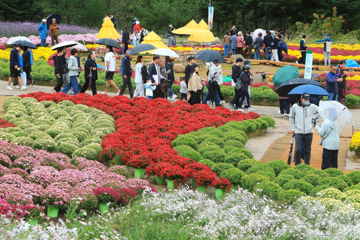 (인제=뉴스1) 이종재 기자 = 7일 오후 강원 인제군 북면 용대리 일원에서 열린 '2025 인제 가을꽃 축제'에서 관광객들이 우산을 쓰고 꽃길을 거닐며 추억을 쌓고 있다. 지난달 …