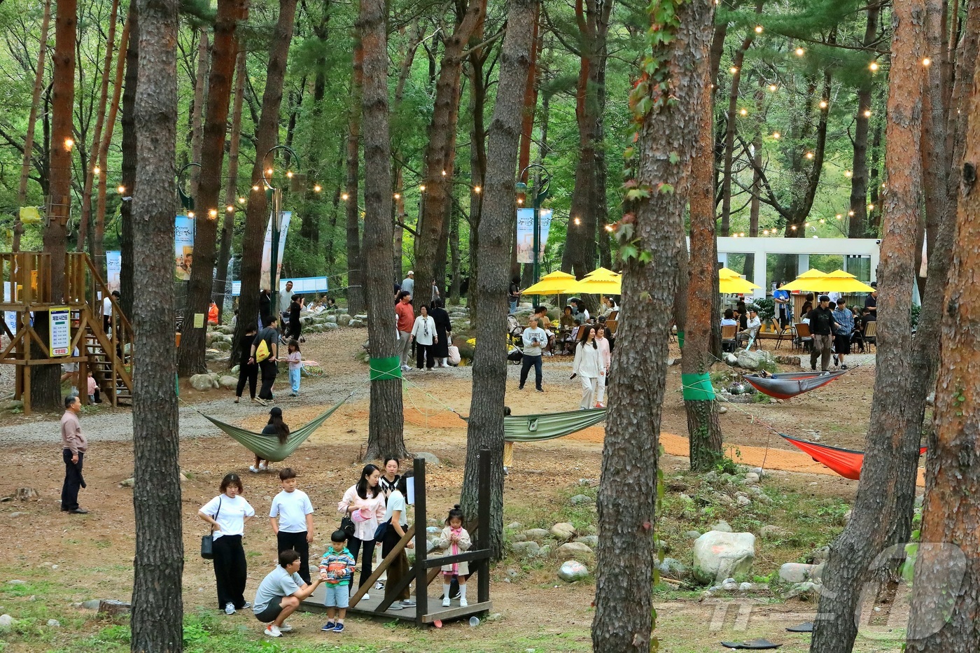 (인제=뉴스1) 이종재 기자 = 8일 강원 인제군 북면 용대리 일원에서 열린 \'2025 인제 가을꽃 축제\'를 찾은 관광객들이 다양한 체험을 즐기고 있다. 지난달 27일 개막한 …