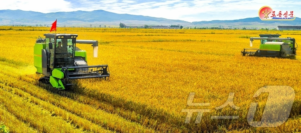 (평양 노동신문=뉴스1) = 북한 노동당 기관지 노동신문은 9일 영광군의 최우수농업군인들의 이야기를 소개하면서 이들이 "전례없이 빠른 속도로 벼가을걷이와 낟알털기를 추진하고 있다" …
