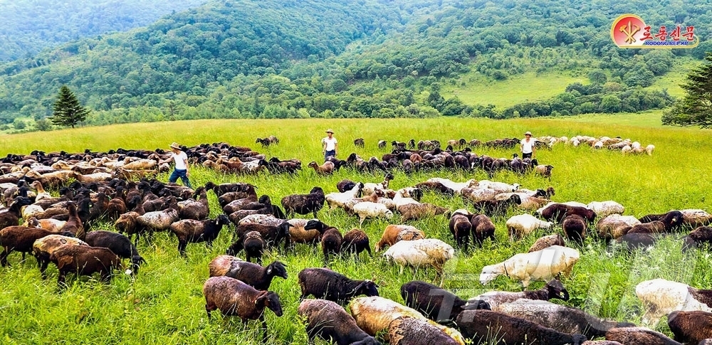 (평양 노동신문=뉴스1) = 북한 노동당 기관지 노동신문은 9일 창성양사육장의 일꾼(간부)들과 방목공들이 헌신적인 노력으로 양떼를 키우고 있다고 보도했다. [국내에서만 사용가능. …